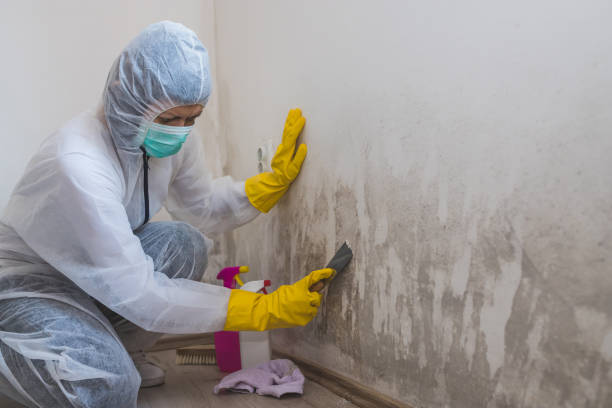 Mold Removal and Inspection in Boyes Hot Springs, CA