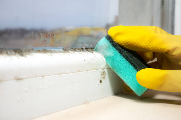 Best Certified Mold Removal  in Boyes Hot Springs, CA