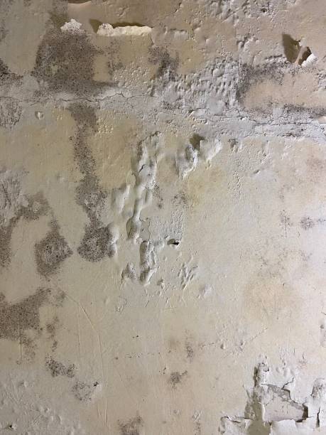 Best Crawl Space Mold Removal  in Boyes Hot Springs, CA
