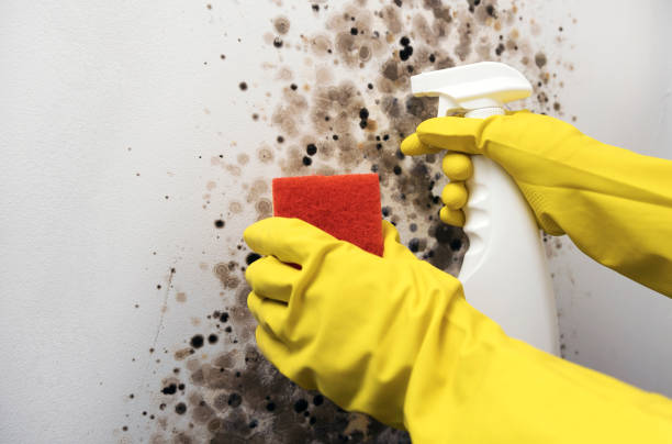 Boyes Hot Springs, CA Mold Removal Company