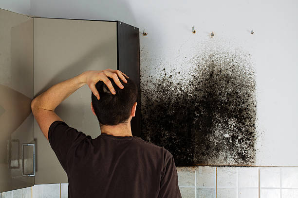 Best Attic Mold Removal  in Boyes Hot Springs, CA