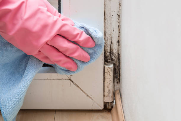 Mold Removal and Inspection in Boyes Hot Springs, CA