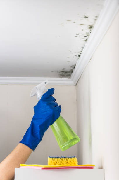 Reliable Boyes Hot Springs, CA Mold Removal Solutions